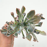Echeveria Trumpet Pinky Cutting
