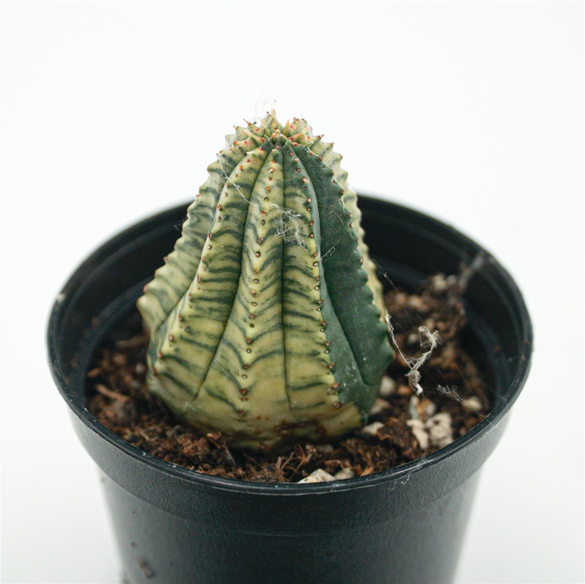 Euphorbia obesa f. variegata
