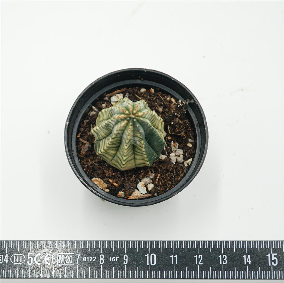 Euphorbia obesa f. variegata