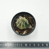 Euphorbia obesa f. variegata