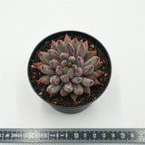Pachyveria Red Dragonfly