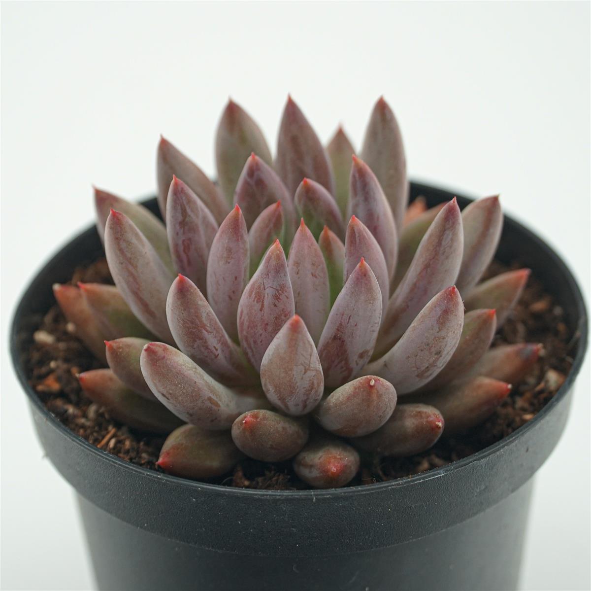 Pachyveria Red Dragonfly