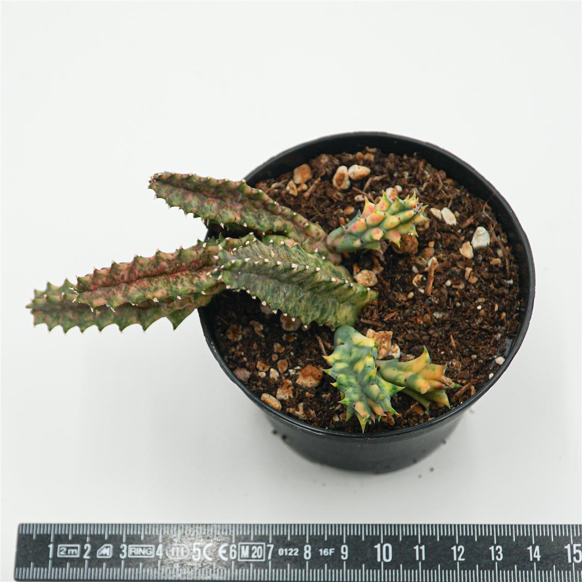 Huernia Zebrina var. variegata
