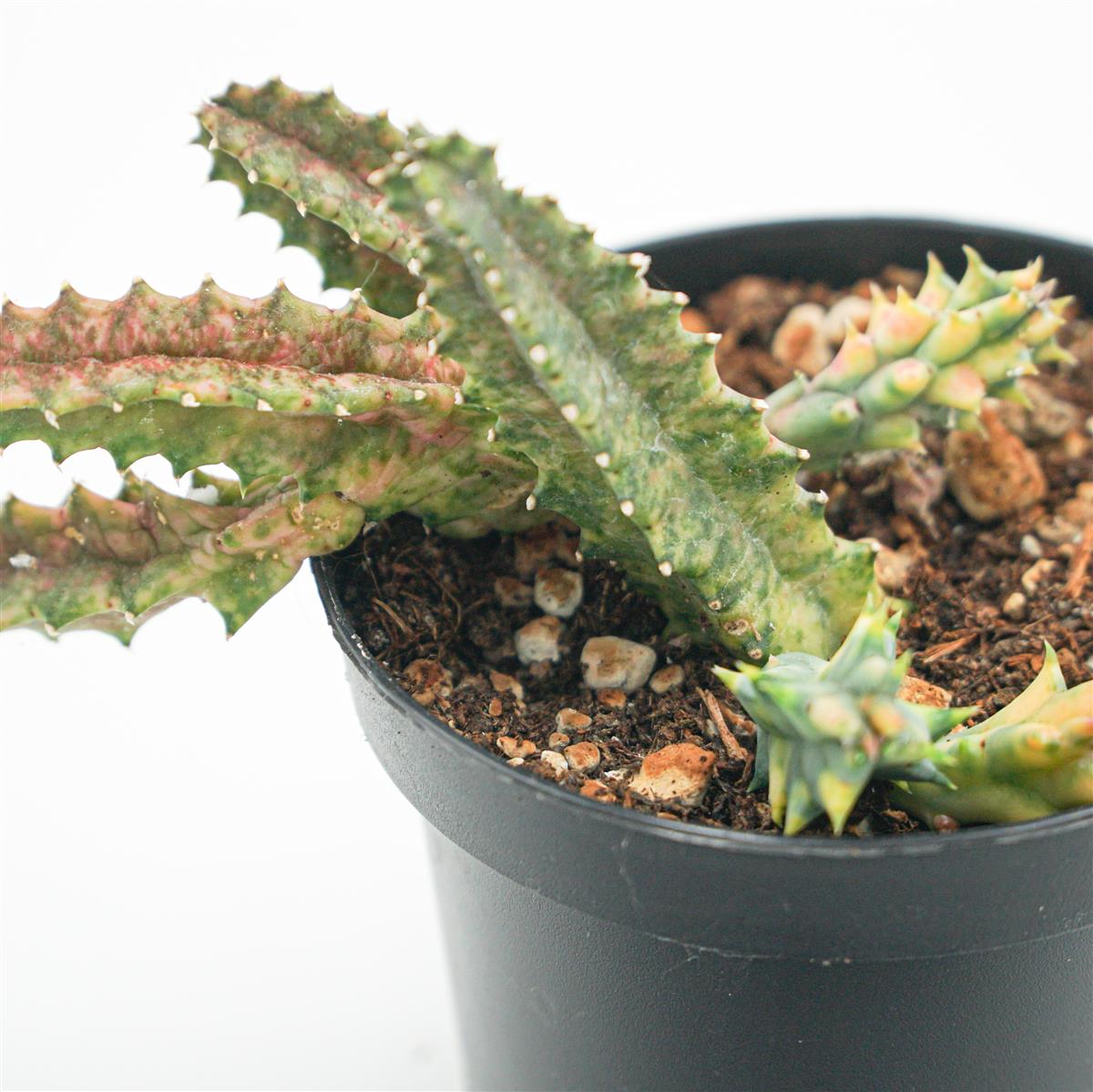 Huernia Zebrina var. variegata
