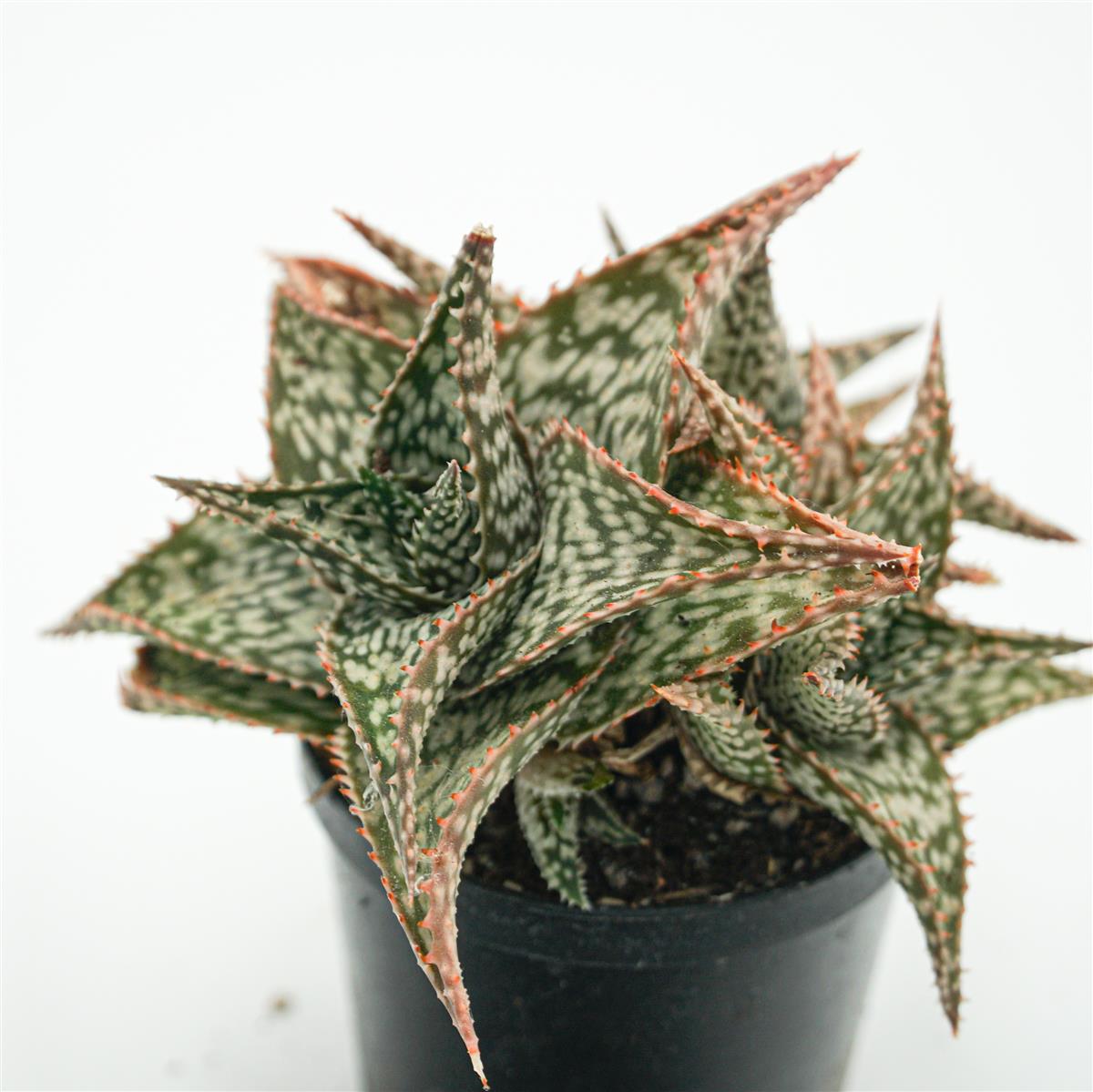 Aloe alfonsina