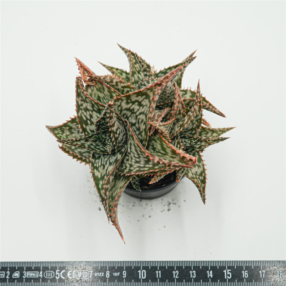 Aloe alfonsina