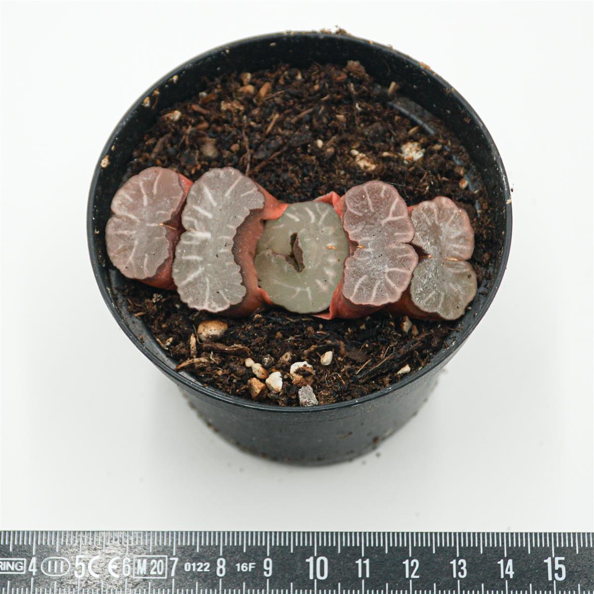 Haworthia Giant Hakua