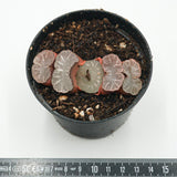 Haworthia Giant Hakua