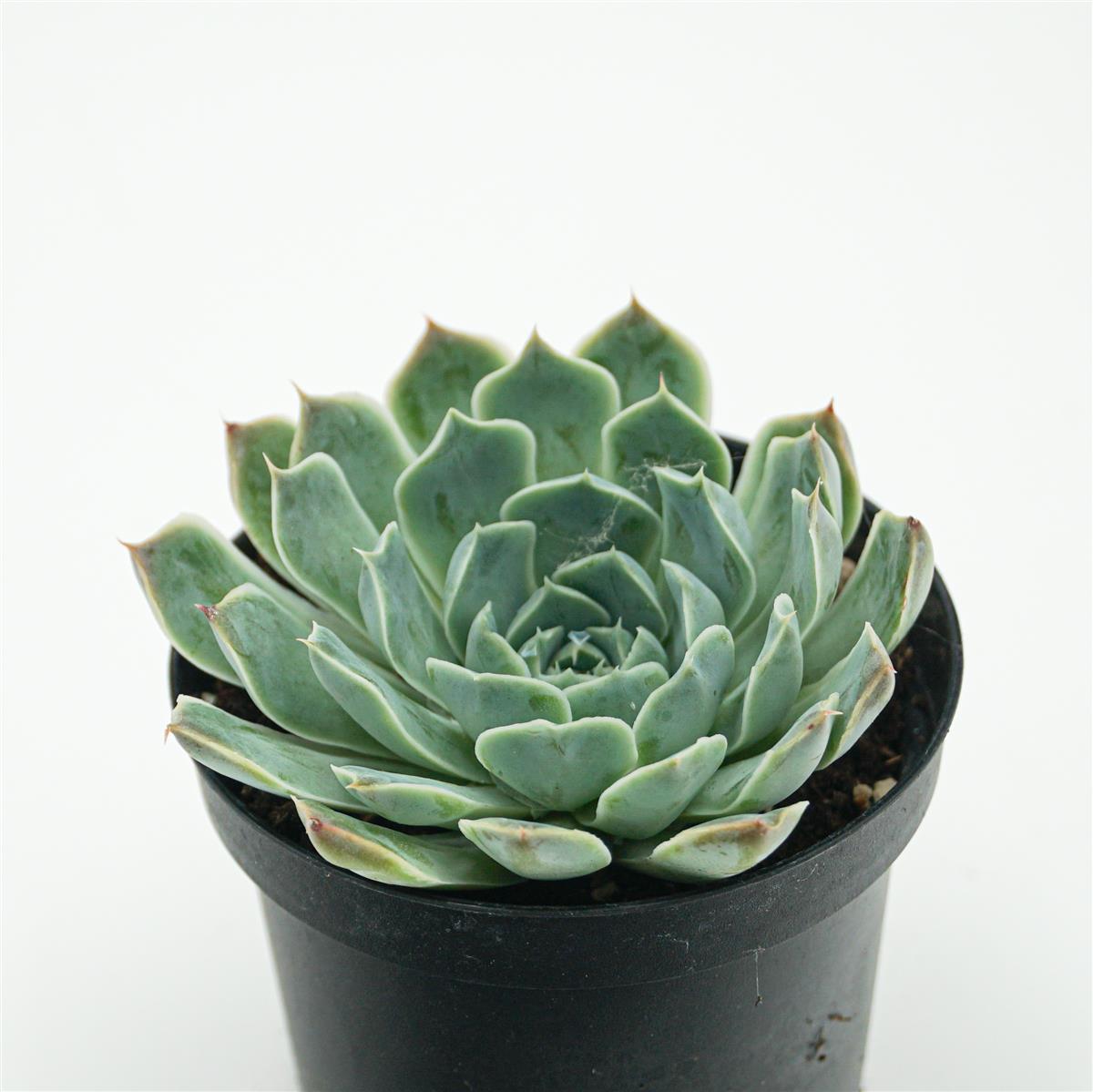 Echeveria hyalina