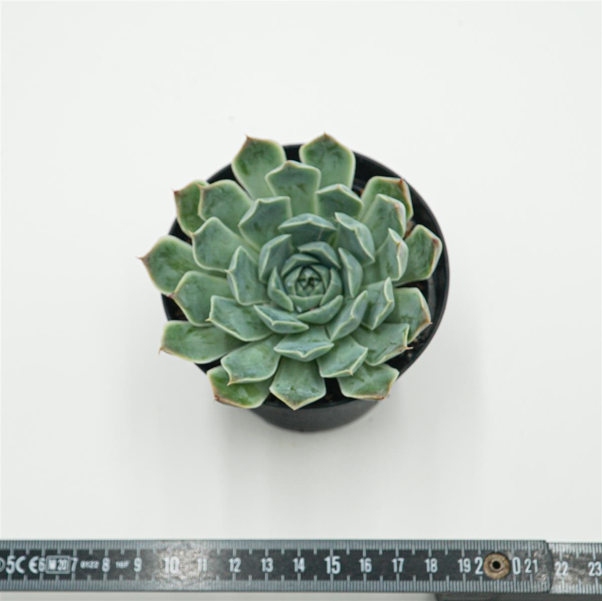 Echeveria hyalina