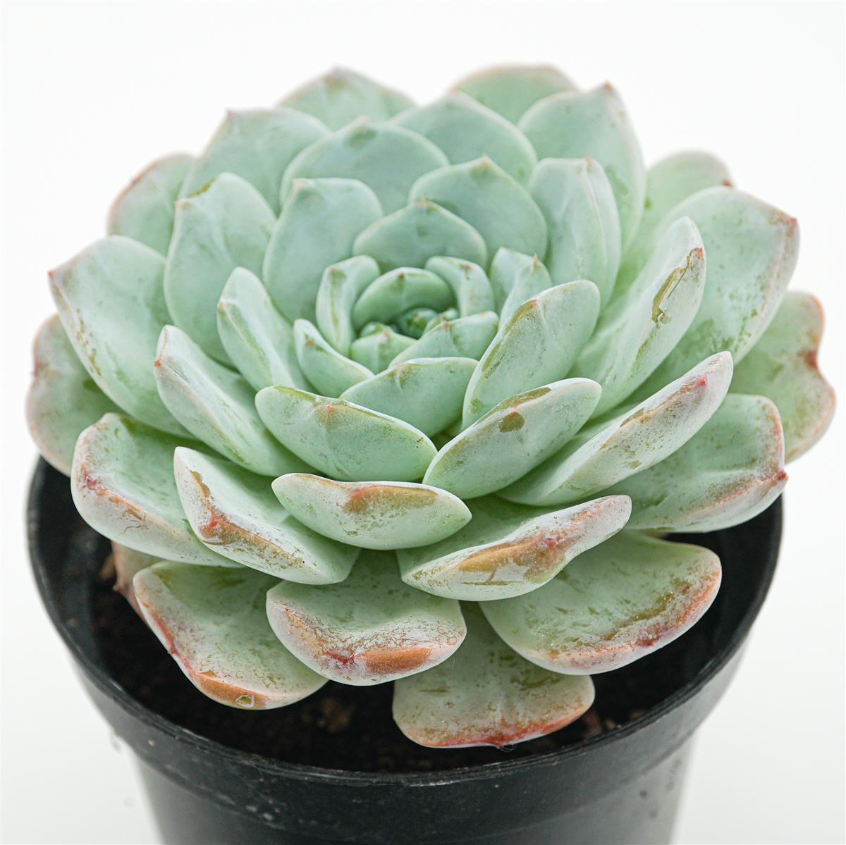 Echeveria Snowyan