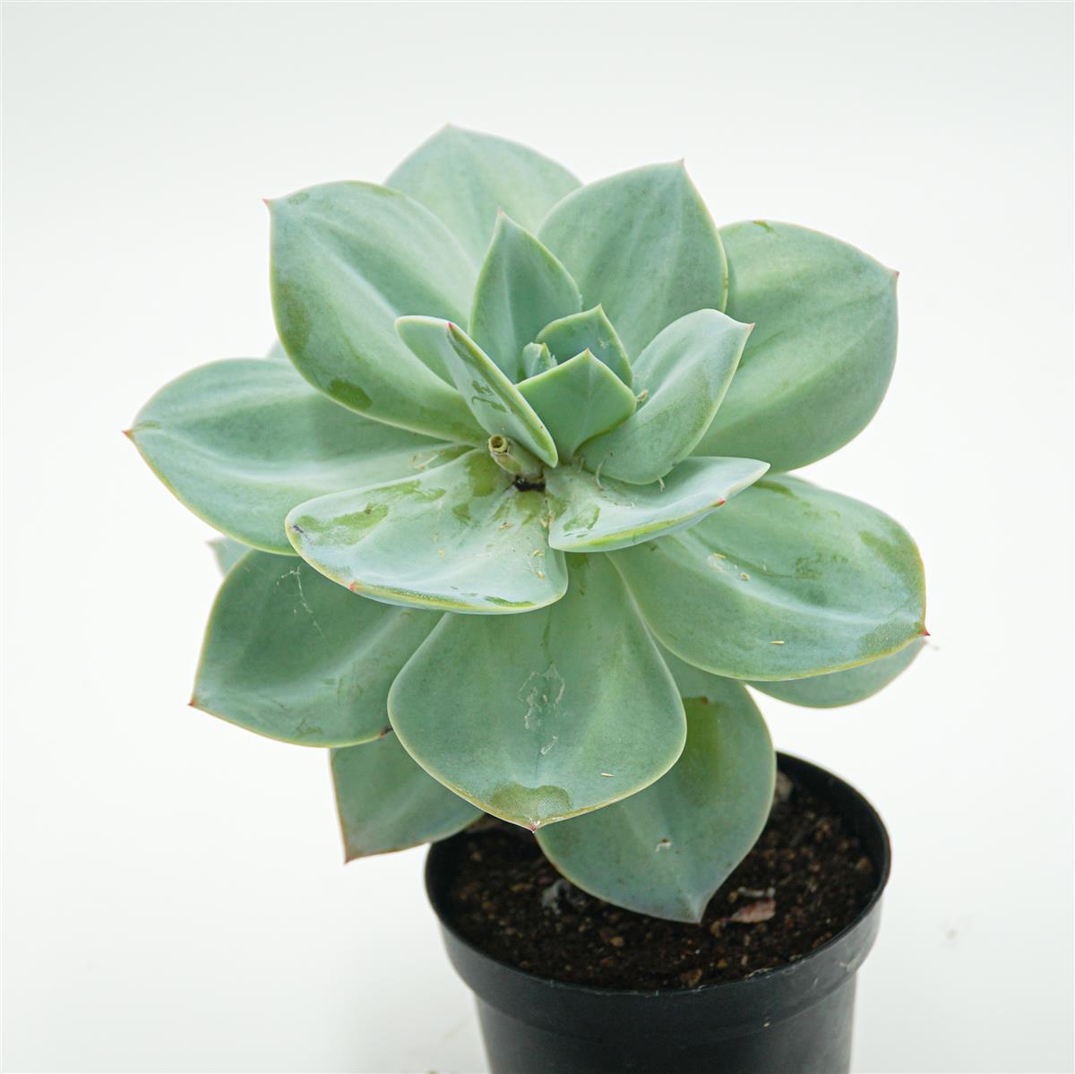 Echeveria Hakuhou