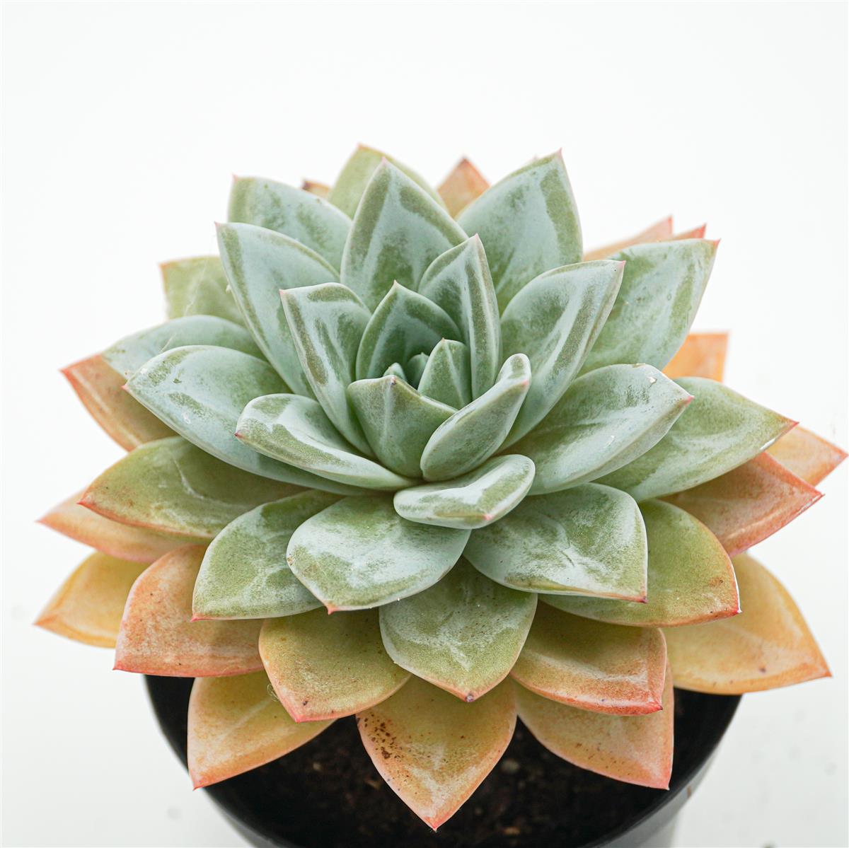 Echeveria German Champagne