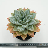 Echeveria German Champagne