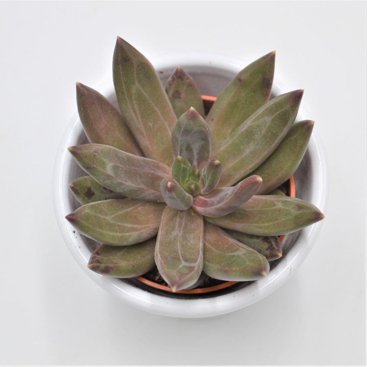 x Pachyveria Izar - 5.5cm