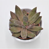 x Pachyveria Izar - 5.5cm