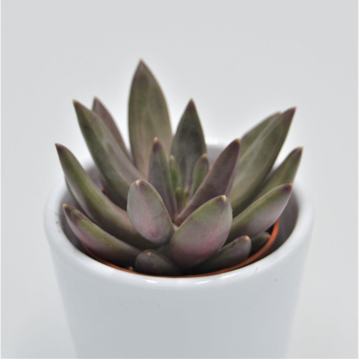 x Pachyveria Izar - 5.5cm