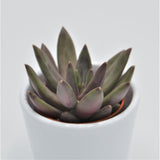 x Pachyveria Izar - 5,5cm