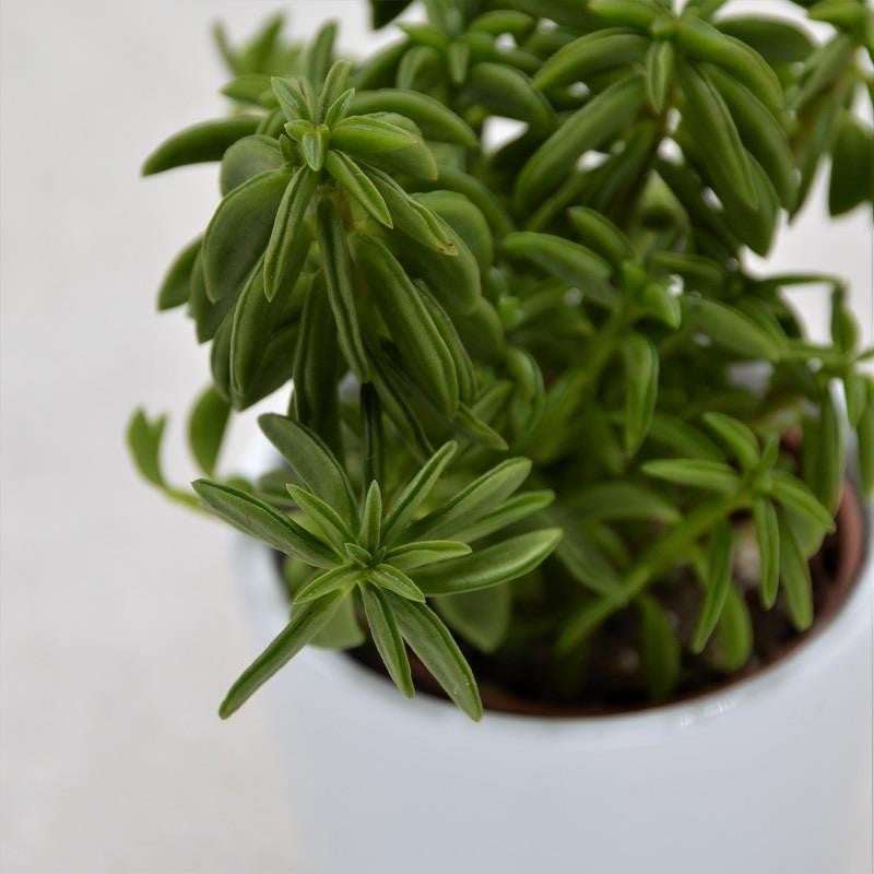 Peperomia axilaris - 5.5cm