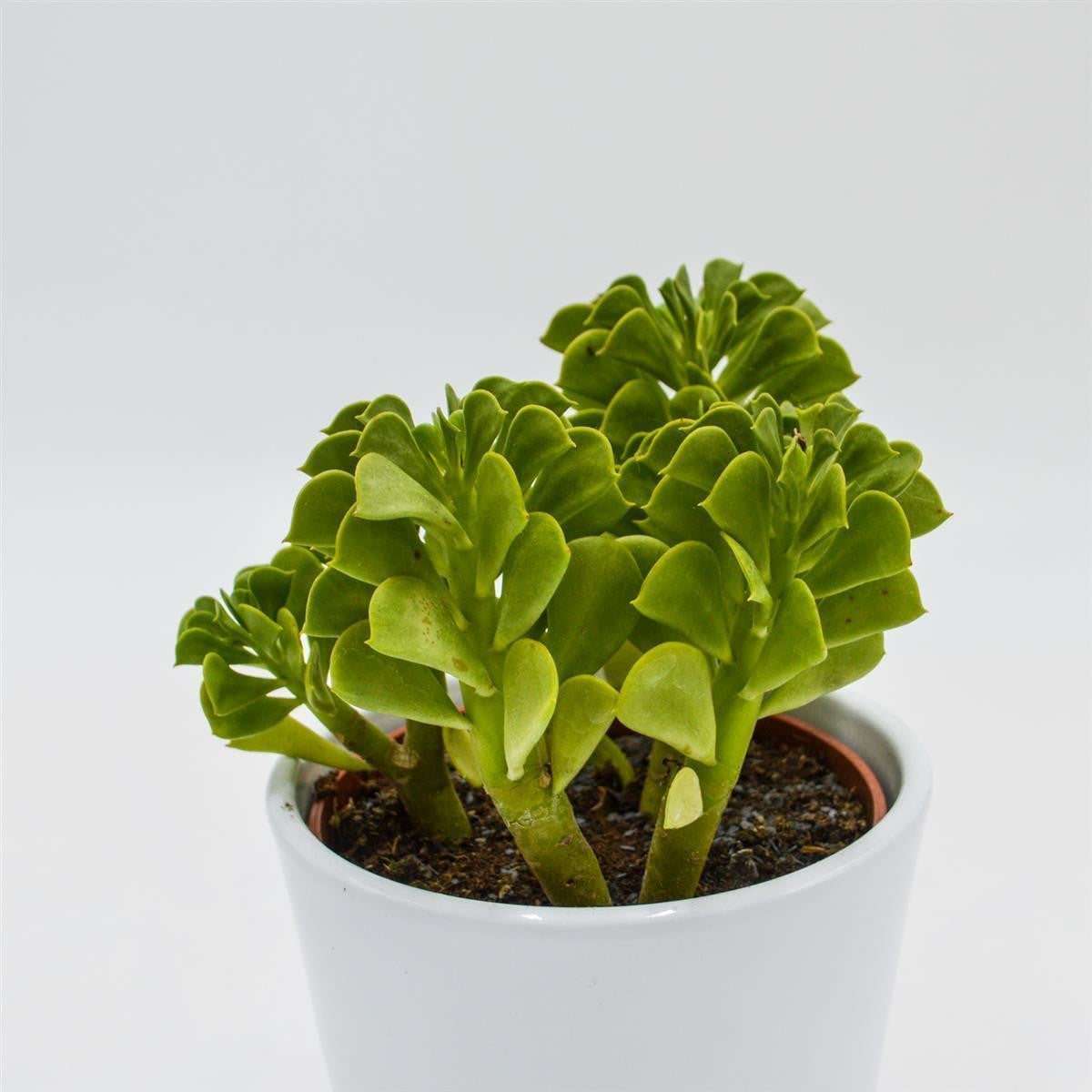 Peperomia dolabriformis - 10.5cm