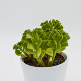 Peperomia dolabriformis - 10.5cm