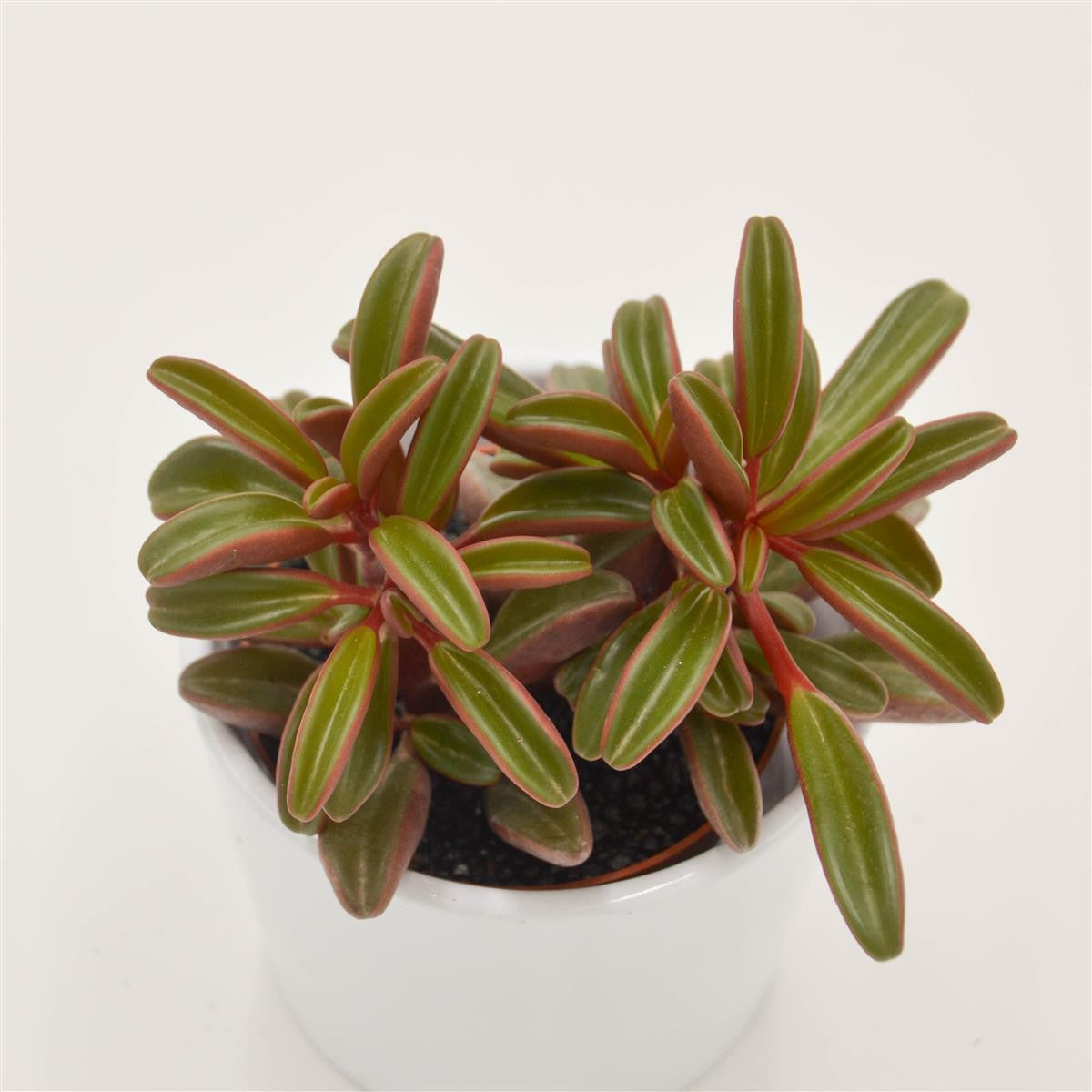 Peperomia graveolens - 8,5cm