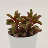 Peperomia graveolens - 8,5cm