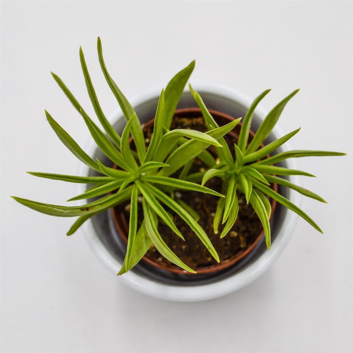 Peperomia Happy Bean - 5.5cm