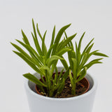 Peperomia Happy Bean - 5.5cm