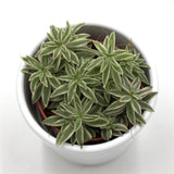 Peperomia Sprinkle - 5,5cm