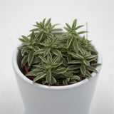 Peperomia Sprinkle - 5,5cm