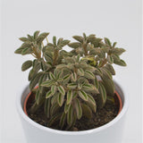 Peperomia asperula - 10.5cm