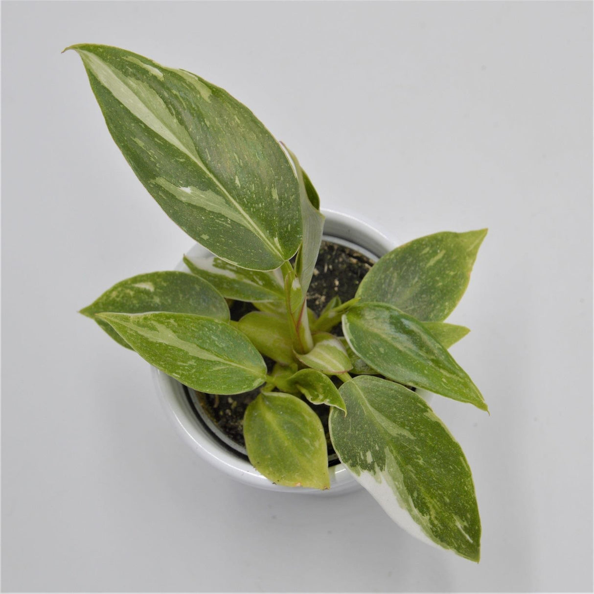 White Princess Philodendron - 6cm
