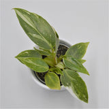 White Princess Philodendron - 6cm