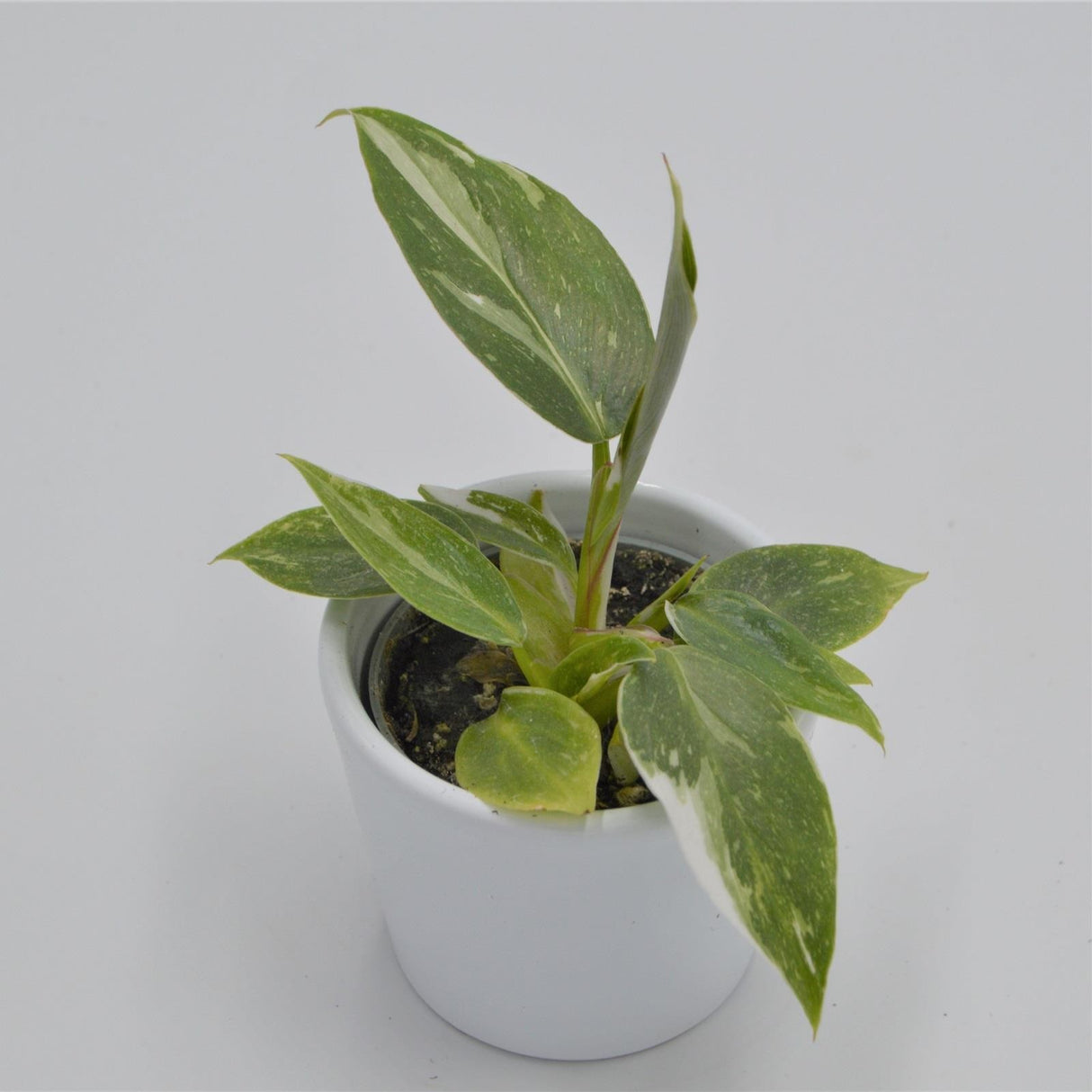 White Princess Philodendron - 6cm
