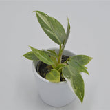 White Princess Philodendron - 6cm