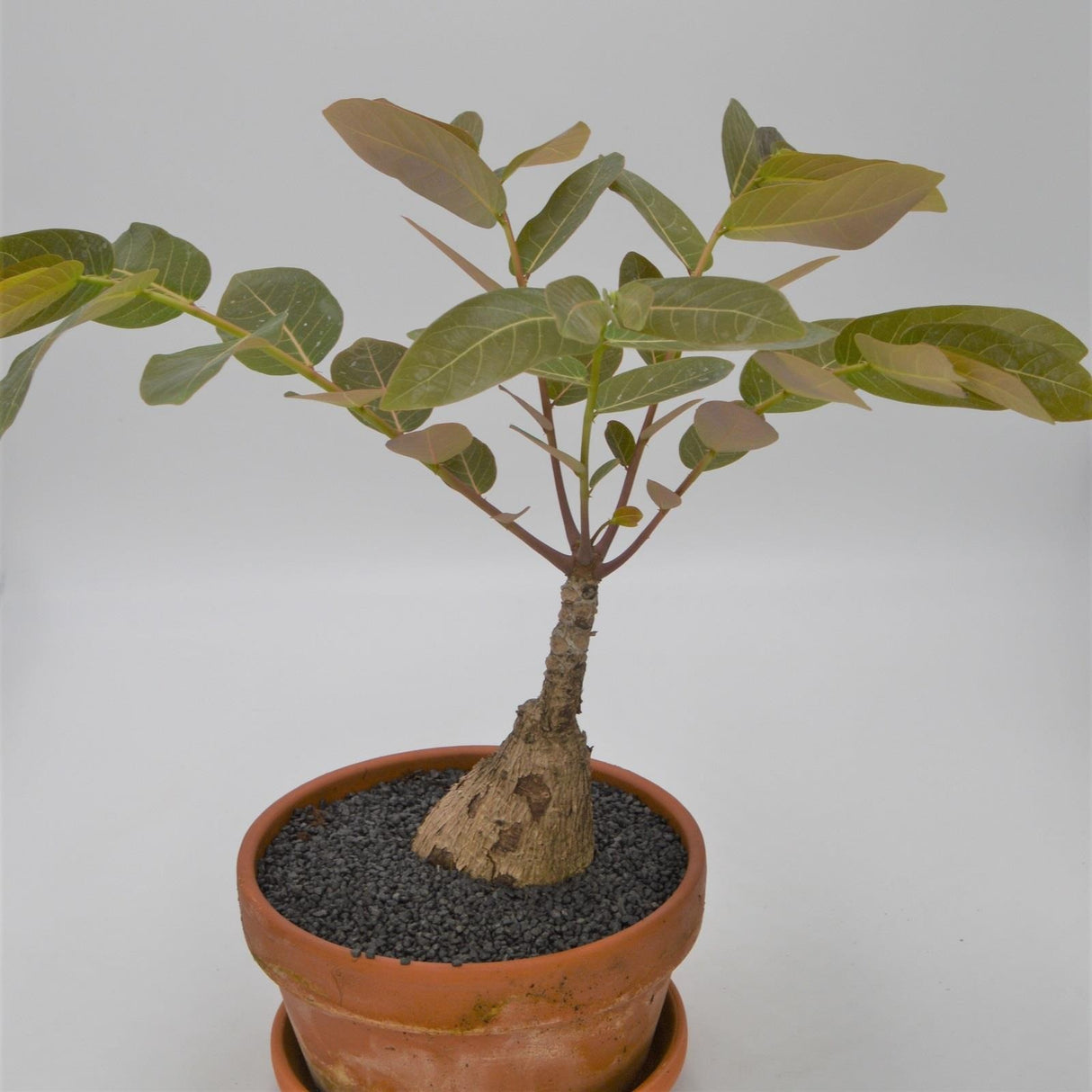 Phyllanthus Myrabillis - 17cm in a terracotta pot