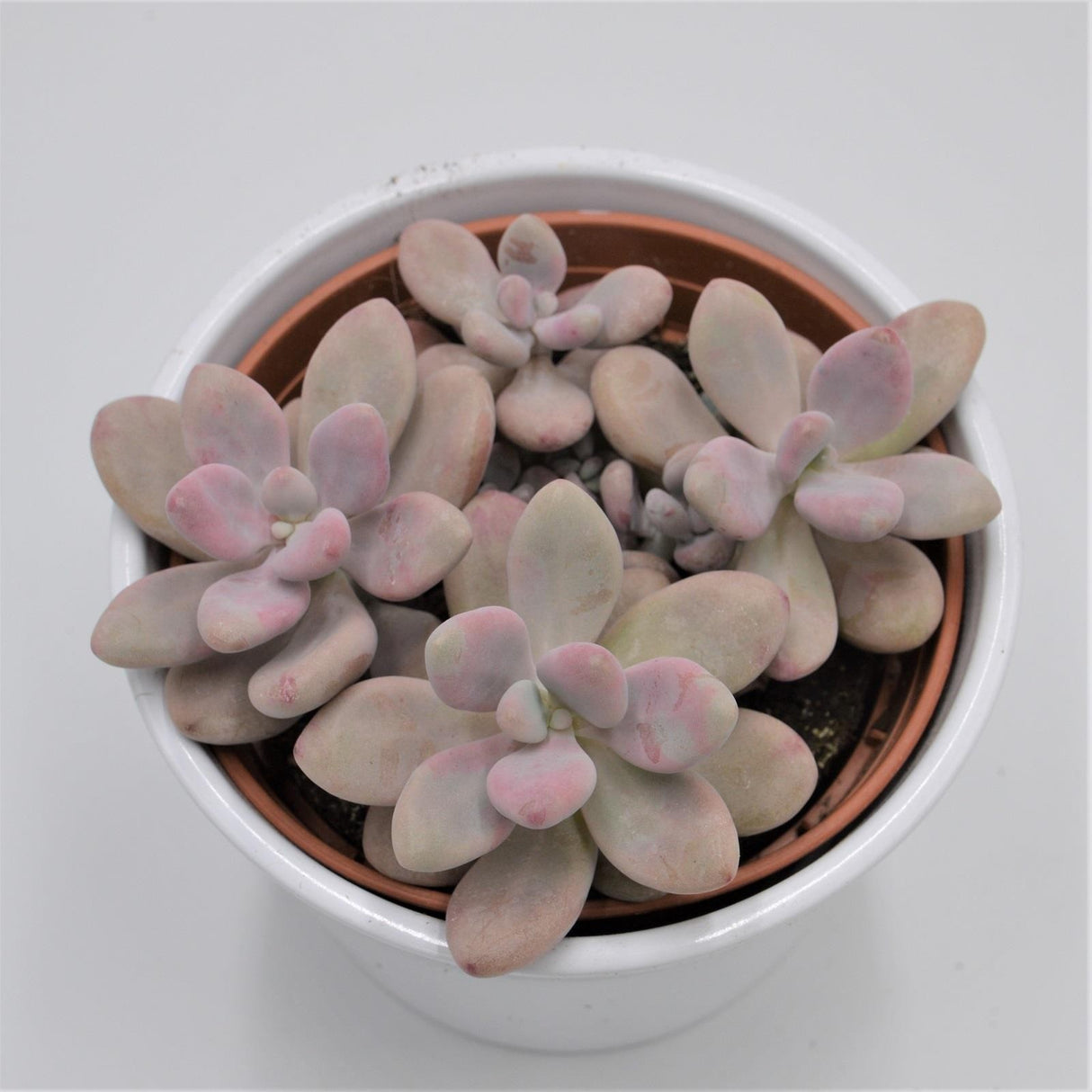 Pachyphytum oviferum Pink Moonstones - 12cm