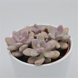 Pachyphytum oviferum Pink Moonstones - 12cm