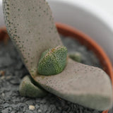 Pleiospilos bolus - 5.5cm