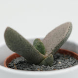 Pleiospilos bolus - 5.5cm
