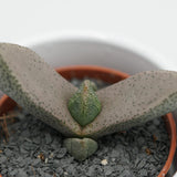 Pleiospilos bolus - 5.5cm