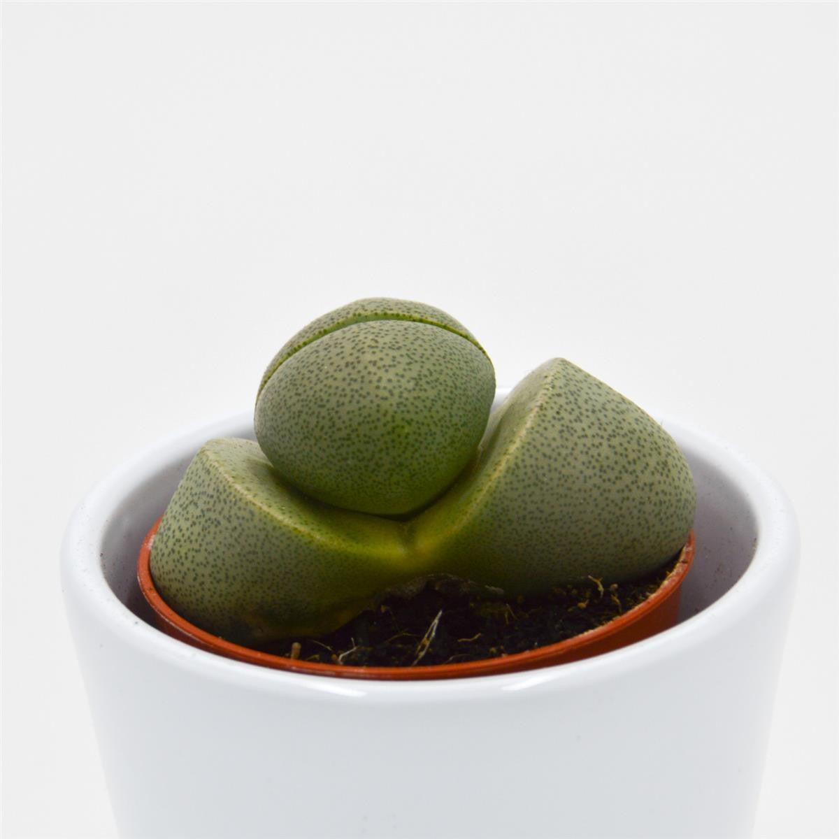 Pleiospilos nelii - 5.5cm