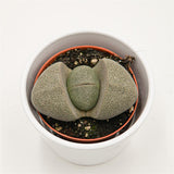 Pleiospilos nelii - 8.5cm