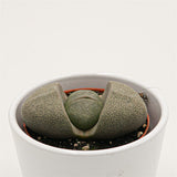 Pleiospilos nelii - 8.5cm