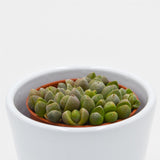Pleiospilos nelii Mini - 5.5cm