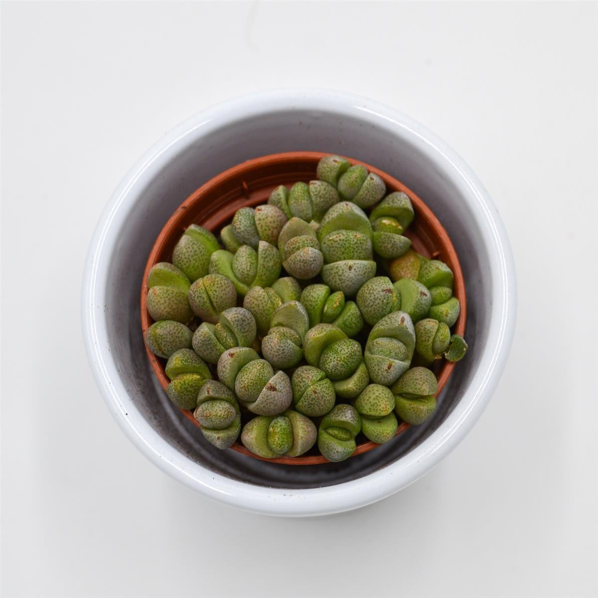 Pleiospilos nelii Mini - 5.5cm