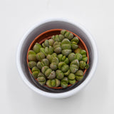 Pleiospilos nelii Mini - 5.5cm