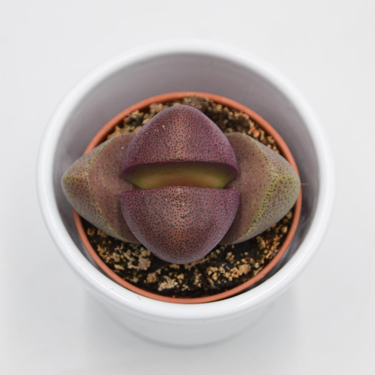 Pleiospilos nelii v. rubra - 5.5cm