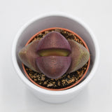 Pleiospilos nelii v. rubra - 5.5cm